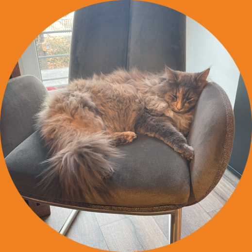 unser Mitarbeiter des Monats beim Schön Holzhandel Katze liegt auf dem Stuhl