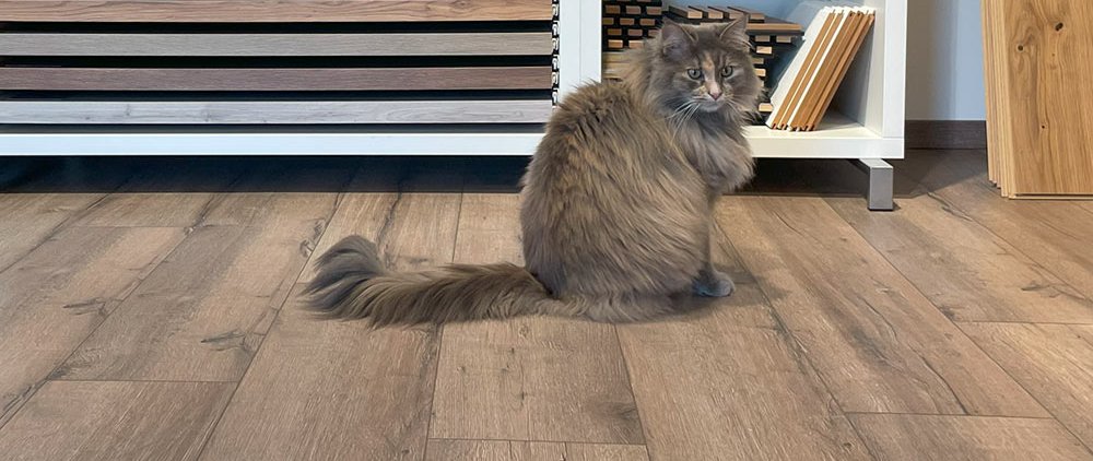 2025_Schoen_Parkett_Ausstellung_Katze_web.jpg 2025_Schoen_Parkett_Ausstellung_Katze_web.jpg