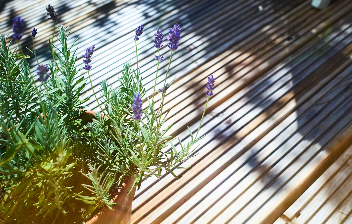 Nahaufnahme einer Holzterrasse mit einem Lavendelstrauch